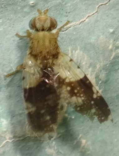 Réf. 355 815 : Tephritis formosa